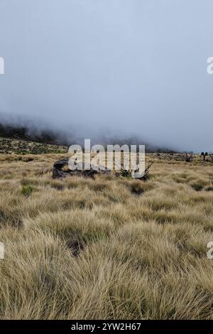 Daressalam Themenfoto : Reise, Afrika, Tansania, Kilimandscharo, 07.12.2024 Die Hochebene am Mount Kilimadscharo Themenfoto : Reise, Afrika, Tansania, Kilimandscharo, 07.12.2024 *** Dar es Salaam Theme photo Travel, Africa, Tanzania, Kilimanjaro, 07 12 2024 The plateau 2024 at Mount Kilimanjaro Themenfoto Banque D'Images