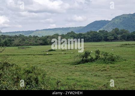Daressalam Themenfoto : Reise, Afrika, Tansania, Kilimandscharo, 07.12.2024 Der Arusha Nationalpark ist die Heimat einer vielfaelltigen Tierwelt, hier Flamingos Themenfoto : Reise, Afrika, Tansania, Kilimandscharo, 07.12.2024 *** Dar es Salaam Theme photo Travel, Africa, Tanzania, Kilimanjaro, 07 12 2024 Arusha National Park, Juxerfoto Juxerxerjaro Variety of Africa, Justino, Jipso 2024-Jipo, Juxergea, Justino Banque D'Images