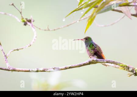 Colibri à queue rousse (Amazilia tzacatl) perché sur la branche dans la forêt nuageuse, Costa Rica. Banque D'Images