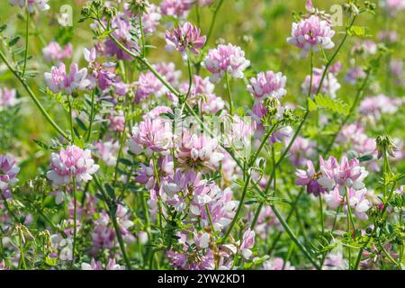 Gros plan de fleurs de varia de Securigera rose et blanche poussant dans un pré vert. Fond floral naturel avec des plantes sauvages. Saison d'été et de printemps co Banque D'Images