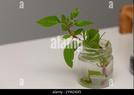 Les tiges de menthe dans l'eau ajoutent une touche naturelle aux espaces minimalistes, parfaites pour rehausser les saveurs des plats. Banque D'Images