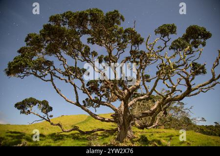 Arbre majestueux se dresse sous un ciel étoilé sur une colline herbeuse, Northland, Nouvelle-Zélande Banque D'Images