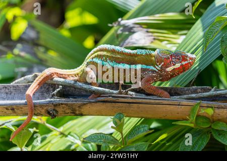 Un caméléon de panthère éclatant à la peau rouge foncé et aux rayures blanches rampant sur une branche d'arbre. Sa queue est recourbée et ses yeux sont concentrés sur quelque chose de décollé Banque D'Images