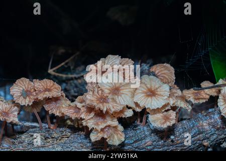 Groupe de champignons gymnopus foetidus poussant à partir d'un tronc carié dans le parc. Banque D'Images