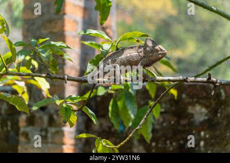 Un gros plan époustouflant d'un caméléon d'Oustalet (Furcifer oustaleti) perché sur une branche dans la réserve d'Andasibe, Madagascar. Les cornes du caméléon et Banque D'Images