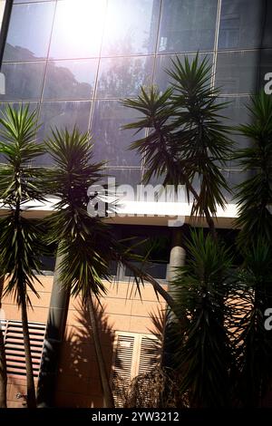 La lumière du soleil filtre à travers les feuilles de palmier devant un bâtiment moderne avec des fenêtres en verre réfléchissant, Portugal Banque D'Images