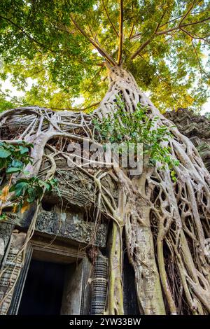 Temple de ta Prohm (Rajavihara), Siem Reap, Cambodge Banque D'Images