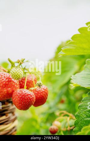 Gros plan de fraises fraîches sur la vigne dans un jardin avec feuillage vert et un panier tissé. Les fraises montrent une maturité variable du vert au rouge, wi Banque D'Images
