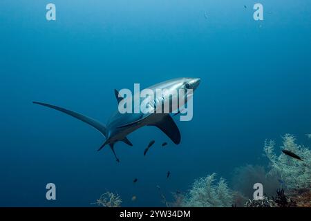 Requin batteur pélagique, Alopias pelagicus, île de Malalpascua, Cebu, Philippines Banque D'Images