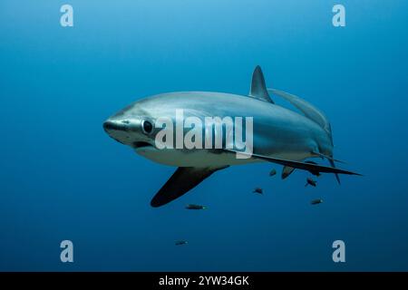 Requin batteur pélagique, Alopias pelagicus, île de Malalpascua, Cebu, Philippines Banque D'Images