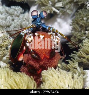 Vue rapprochée de la crevette clown mantis (Odontodactylus scyllarus) la crevette mantis protège la couvée d'œufs rouges se trouve entre les coraux d'autruche dans le cora tropical Banque D'Images