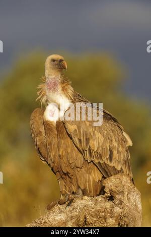 Griffon vautour (Gyps fulvus), portrait, Pyrénées, Catalogne, Espagne, Europe Banque D'Images