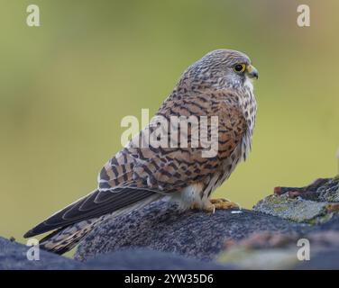 Femelle petite crécerelle (Falco naumanni), Estrémadure, Espagne, Europe Banque D'Images