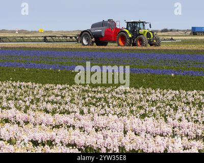 Hyacinthe champ en fleur (Hyazinthus), plantes cultivées comme une culture commerciale pour leurs bulbes, étant pulvérisées contre les ravageurs et les maladies, avec tracteur et s. Banque D'Images