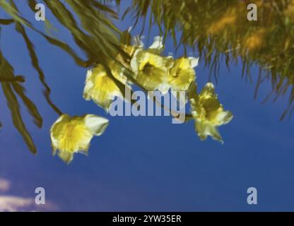 Fleurs de jonquille, reflet abstrait de fleurs dans l'eau d'un canal, avec ciel bleu, île de Texel, Hollande Banque D'Images