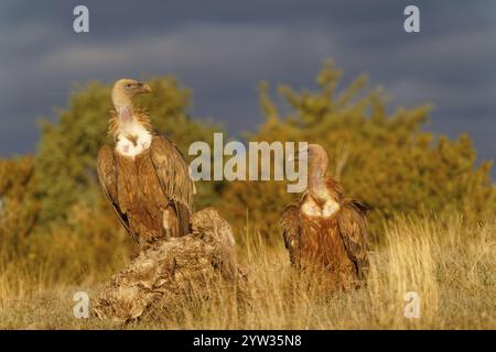 Deux vautours griffons (Gyps fulvus), portrait, Pyrénées, Catalogne, Espagne, Europe Banque D'Images