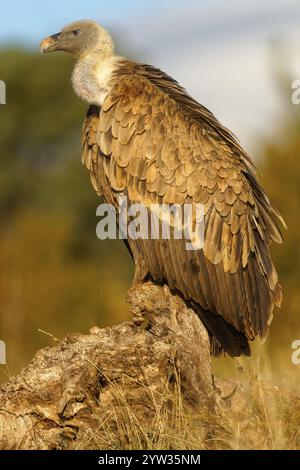 Griffon vautour (Gyps fulvus), portrait, Pyrénées, Catalogne, Espagne, Europe Banque D'Images