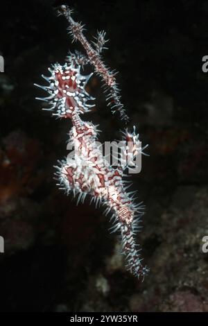 Paire d'arlequin Ghost Pipefish (Solenostomus paradoxus) Jeweled Ghost Pipefish, Ghost Razorfish, devant un spécimen femelle plus grand derrière Smal Banque D'Images