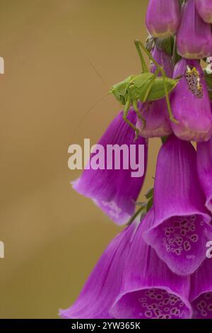 Gant rouge (Digitalis purpurea), Grand cheval de foin vert (Tettigonia viridissima), Rhénanie-Palatinat, Allemagne, Europe Banque D'Images