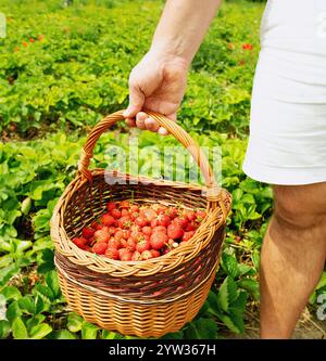 Main tenant un panier tissé rempli de fraises fraîchement cueillies dans un champ vert vibrant. La scène reflète une expérience de récolte rustique et biologique Banque D'Images