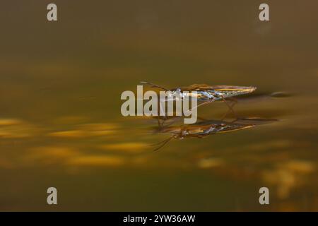 Pier de sable commun (Gerris lacustris), Rhénanie-Palatinat, Allemagne, Europe Banque D'Images