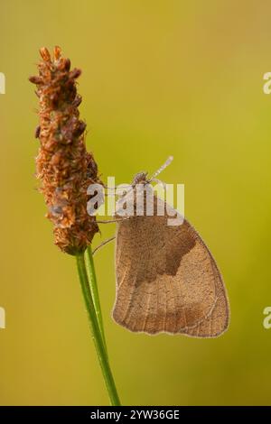 Gros oeil de boeuf (Maniola jurtina), gouttes de rosée, matin, Rhénanie-Palatinat, Allemagne, Europe Banque D'Images