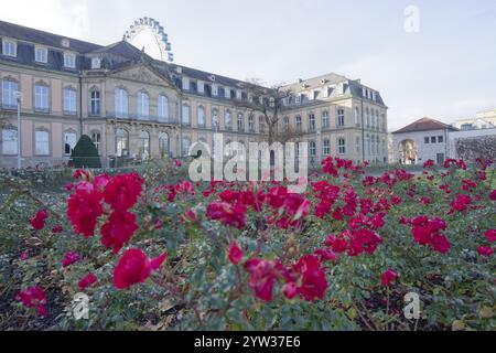 Fleurs de roses dans le jardin du palais, parc du palais, fin d'automne, parc, Stuttgart, Allemagne, Europe Banque D'Images