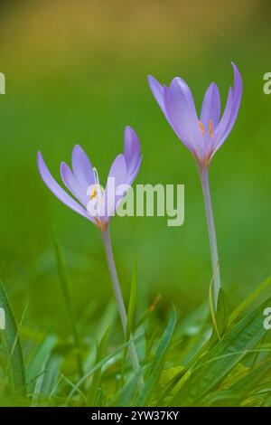 Pré safran (Colchicum Autumnale) Rhénanie-Palatinat, Allemagne, Europe Banque D'Images