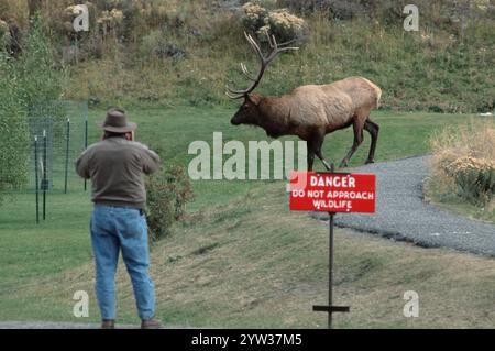 Touriste photographiant Elk Bull, région de Mammoth Hot Springs, parc national de Yellowstone, Wyoming, États-Unis, (Cervus canadensis), Amérique du Nord Banque D'Images