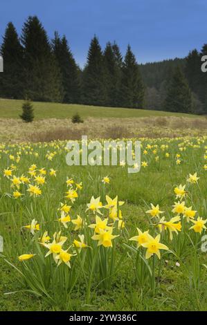 Jonquilles, Eifel, Rhénanie-du-Nord-Westphalie, Allemagne (Narcissus pseudonarcissus), Europe Banque D'Images