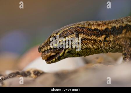 Lézard muralis (Podarcis muralis), chenille mangeuse, Kaiserstuhl, Bade-Wuertemberg, Allemagne, Europe Banque D'Images