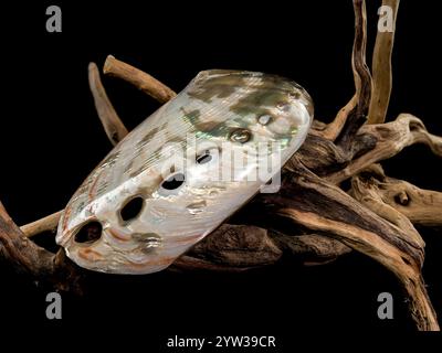 Haliotis asinina Shell sur fond noir Driftwood Banque D'Images