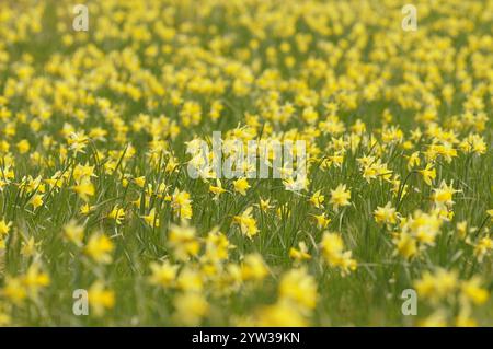 Jonquilles, Eifel, Rhénanie-du-Nord-Westphalie, Allemagne (Narcissus pseudonarcissus), Europe Banque D'Images