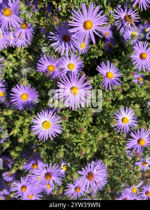 Gros plan de fleurs d'aster violettes vibrantes avec des centres jaunes Banque D'Images