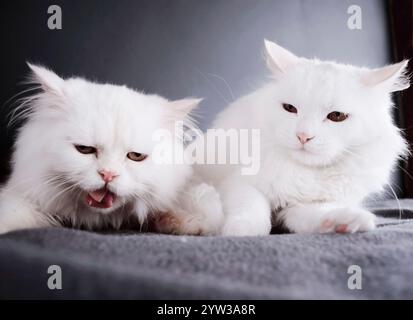 Chats drôles - l'un mangeant l'autre jugeant Banque D'Images