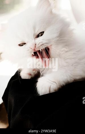 Adorable petit chaton moelleux sifflement Banque D'Images