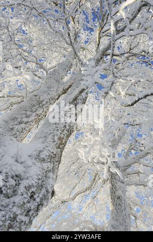 Arbres couverts de neige, Torfhaus, montagnes du Harz, basse-Saxe, Allemagne, Europe Banque D'Images