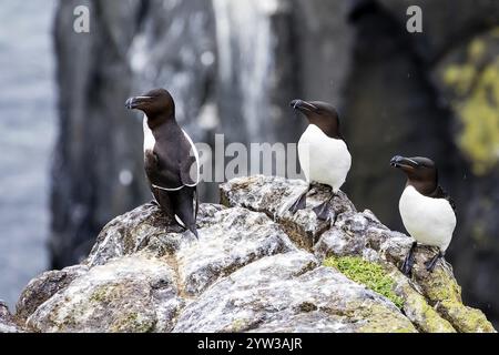 Europe, Écosse, île, île de mai, razorbill, razorills, animaux, oiseaux, (ALCA torda), famille des alcidés, assis sur les rochers Isle of May Banque D'Images