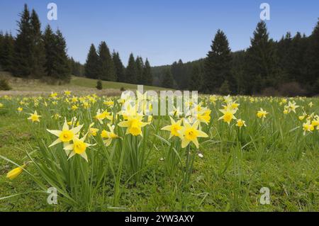 Jonquilles, Eifel, Rhénanie-du-Nord-Westphalie, Allemagne (Narcissus pseudonarcissus), Osterglocken, Eifel, Nordrhein-Westfalen, Deutschland, (Narcissus pseu Banque D'Images