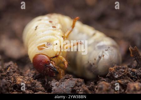 Coléoptère du rhinocéros européen (Oryctes nasicornis), larve, Allemagne, Europe Banque D'Images