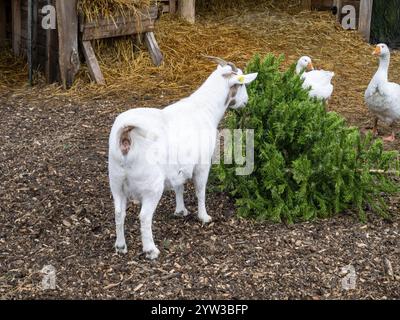 Billy Goat mange le sapin de Noël Banque D'Images