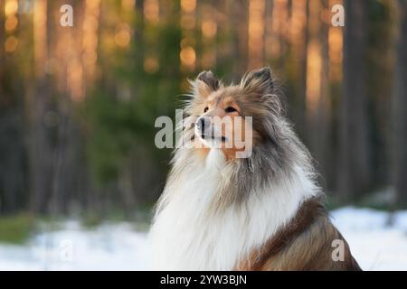 Un chien Collie au long pelage moelleux regarde au loin dans une forêt hivernale enneigée. Sa posture élégante et sa fourrure épaisse sont encadrées par la lumière chaude Banque D'Images
