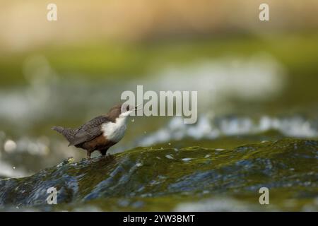 Ouzel d'eau eurasienne (Cinclus cinclus), recherche de nourriture, Rhénanie-Palatinat, Allemagne, Europe Banque D'Images