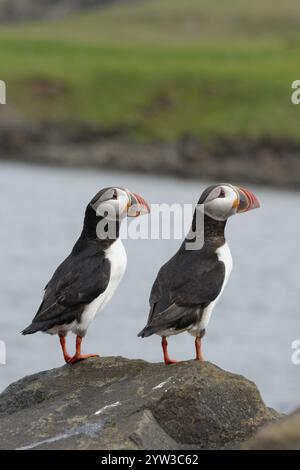 Macareux de l'Atlantique, (Fratercula arctica), Borgarfjordur eystri, est de l'Islande, europe Banque D'Images