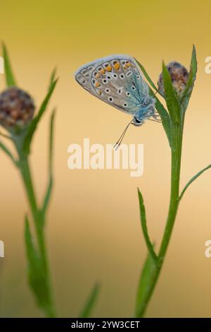 Blueling hauhechel (Polyommatus icarus), Rhénanie du Nord-Westphalie Banque D'Images