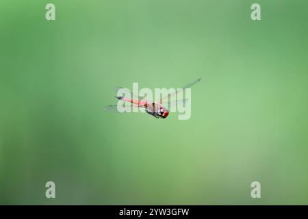 libellule rouge volant, en vol, fond vert, isolé unique, macro détail proche gros plan, insecte naturel de la nature Banque D'Images