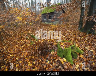 Cabane de chasseur, ancienne cabane en bois délabrée avec toit recouvert de mousse, entourée de bois de hêtre en couleur automne, forêt d'Escheberg, Hesse, Allemagne, Banque D'Images