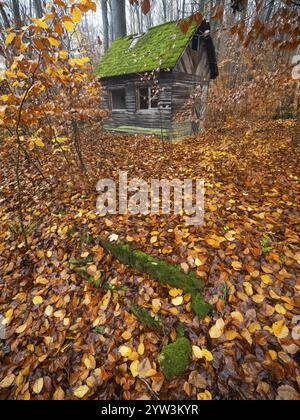 Cabane de chasseur, ancienne cabane en bois délabrée avec toit recouvert de mousse, entourée de bois de hêtre en couleur automne, forêt d'Escheberg, Hesse, Allemagne, Banque D'Images