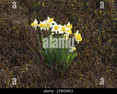 Jonquilles (Narcissus SP.) Groupe poussant sauvage sur un remblai, probablement des évasions de jardin, île de Texel, Allemagne, Europe Banque D'Images