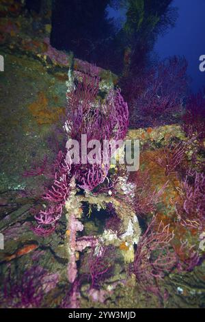 Fouet de mer violoncé (Paramuricea clavata) couvrir l'épave et créer une image animée, site de plongée Wreck le donateur, péninsule de Giens, Provence Al Banque D'Images